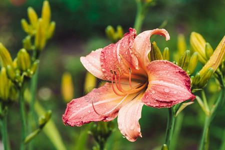 宏中美丽的开花萱草惊人的湿盛开的粉红色花朵特写在五颜六色的黄花菜的雨滴大黄色雄蕊和雌蕊带露珠的粉红色花朵图片