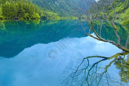 九寨沟山中的湖泊和枯枝群山环抱的湖泊反映了九寨沟风景区的山峰和枯背景图片