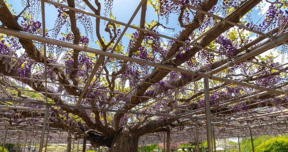 美丽盛开的紫色巨型双花紫藤花格子著名旅游胜地足利花卉公图片