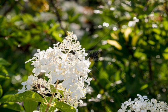 红白的AnnabelleHydrangeaarborescens图片