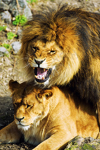 美丽的雄狮与母狮子家族图片