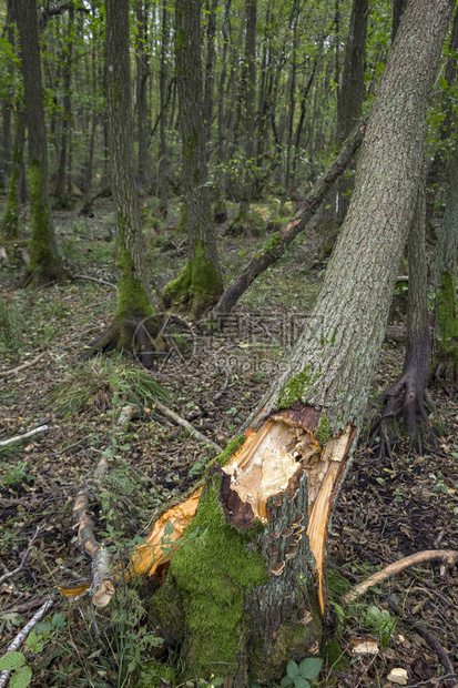 秋天暴风雨过后一棵堕落的树在一片沼泽图片