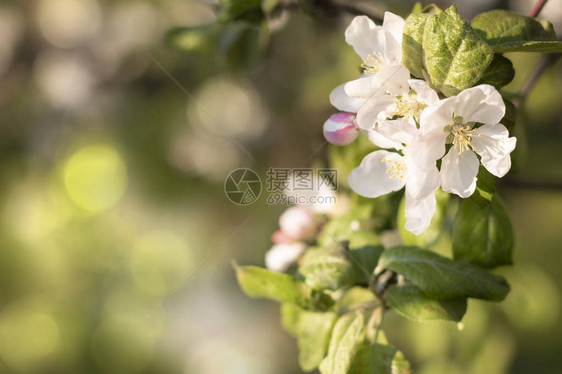 美丽的白色苹果花朵的春天阳光之春背景以bok图片