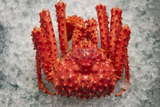 阿拉斯加帝王蟹在冰背景顶视图海鲜市场红蟹北海道图片
