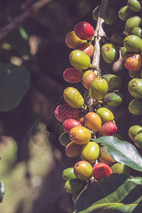 咖啡树与咖啡种植园上的咖啡豆咖啡树花园花园图片
