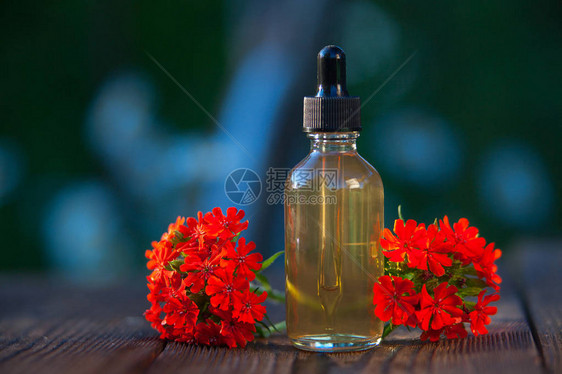 木背景上漂亮瓶子里的捕蝇草精油图片