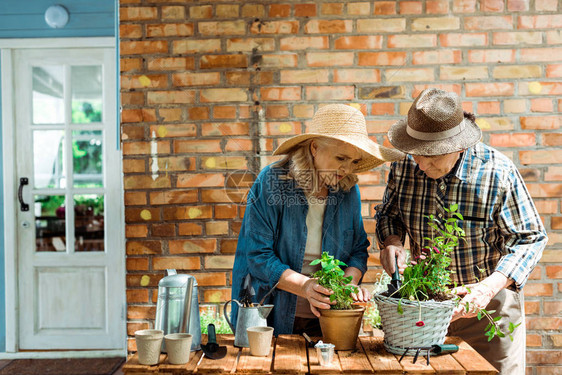 身戴草帽的高级男女老人在绿色植物和图片