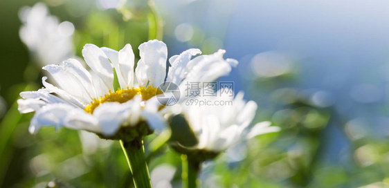 夏天背景白菊花在图片