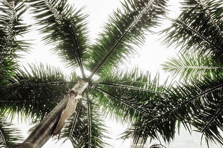 热带棕榈叶绿色创意布局彩图片
