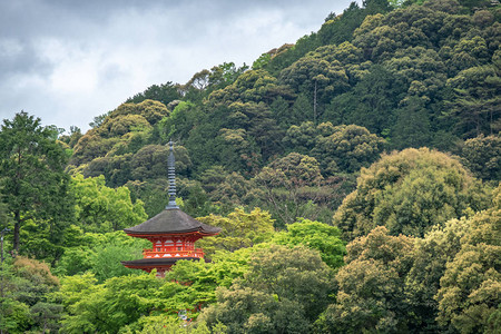 在日本京都的林山上有着春叶颜色的古老图片