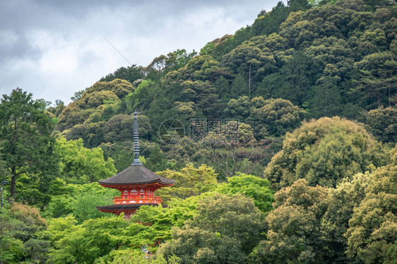 在日本京都的林山上有着春叶颜色的古老图片