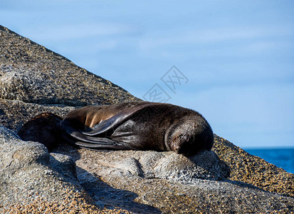 CapeFurSeals在南非假湾图片