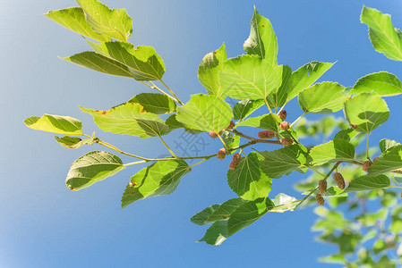 接近美国得克萨斯州达拉斯附近的树枝上生长的甜黑木莓黑葡萄干背景图片