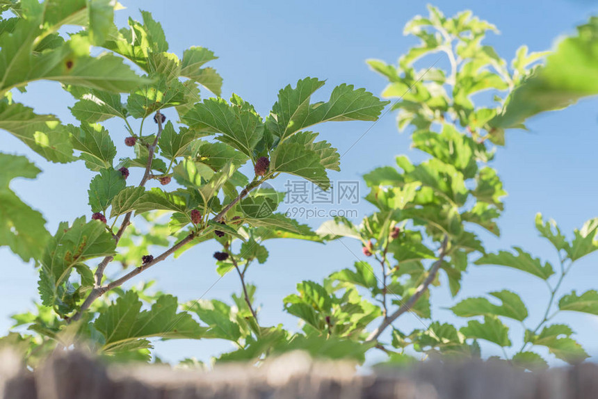 美国德克萨斯州达拉斯附近有木栅栏的花园树枝上生长的甜黑桑椹桑葚果实准备在五月图片
