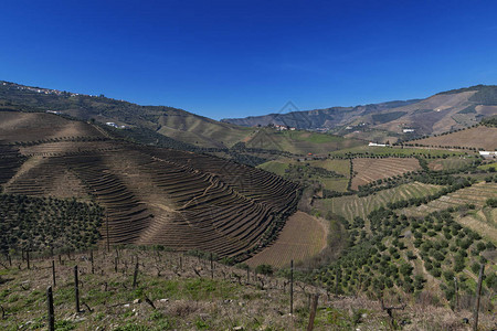 葡萄牙Pinhao村附近杜罗河谷的梯田葡萄园景观图片