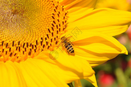 条纹蜜蜂授粉明亮的向日葵雄蕊特写小蜜蜂采集黄色花粉来制作蜂蜜向日葵开花授粉宏观花瓣特写镜头和背景图片