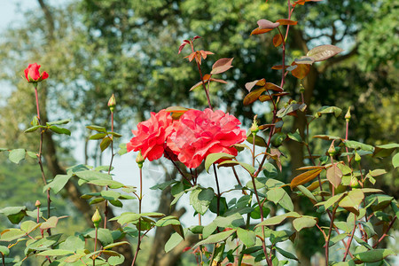 一朵红玫瑰蔷薇属蔷薇科蔷薇科图片