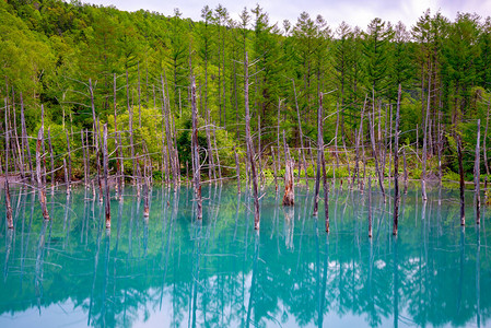 位于日本北海道美瑛镇白银温泉附近的蓝池Aoiike图片