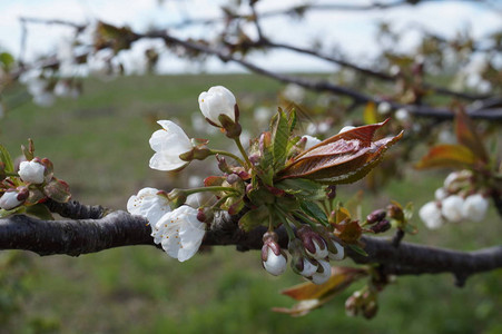 杏花新鲜的春天背景图片