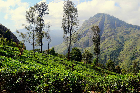 斯里兰卡茶园山上的茶园斯里兰卡埃拉附近山上的锡兰茶树梯田查看埃拉岩峰受欢迎的旅游景点背景