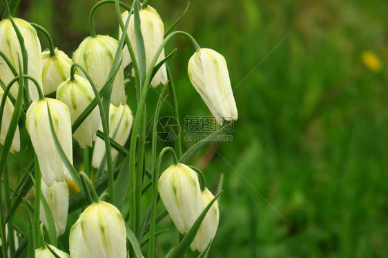 白铃在绿草和昏花树的背景下在公园里图片