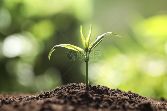 贫瘠土壤中的年轻植物其背景模糊文字空图片