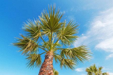 在蓝天背景的棕榈树简单的假期概念图片