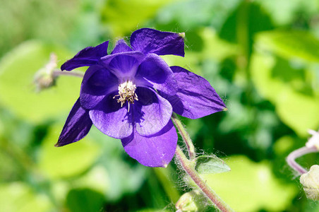 花园里的紫花阿基丽琪亚有选择图片