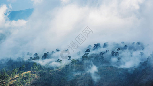 山上的雾在农村的阴雨天气充满了绿树和图片