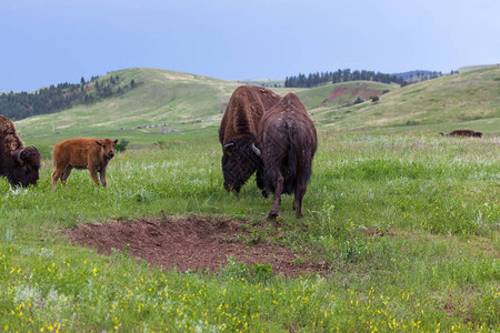两只雄野牛用他们的头和身体与母牛及其婴儿在边上旁观图片
