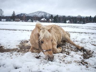 雪中滚马的动作模糊白马躺着玩新雪图片