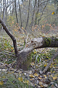 一棵倒下的树压碎了森林的围栏图片