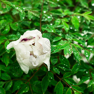 暂未开放半开放的白色平原在雨滴背景