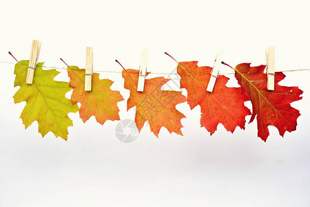 从绿色到红色的不同颜色的秋叶图片