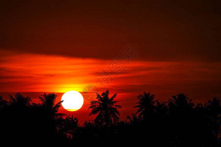 日落回到剪影椰子树在傍晚的天空图片