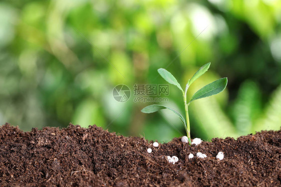 新鲜生长的植物和土壤上的肥料图片