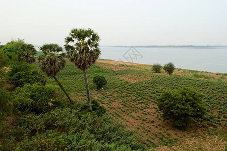 沿湄公河沿岸的农业田棕榈树和红叶图片