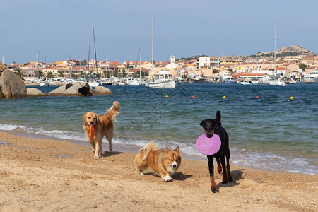 一群狗在靠近帕劳意大利撒丁岛附近的狗图片