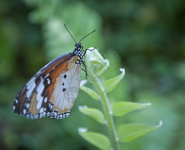 各种蝴蝶栖息在叶子或花上图片