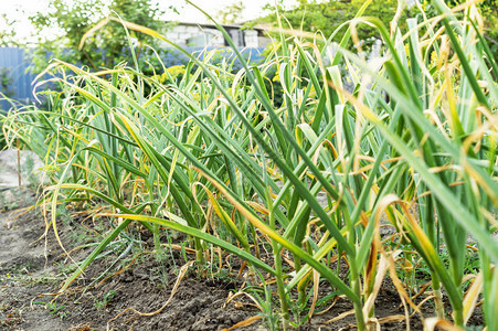 在花园里种植洋葱大葱生长在菜园里种植健康食品和有图片