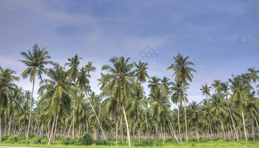 种植椰子农场的景图片