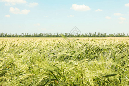 反对天空的绿色大麦领域，文本的空间农业图片