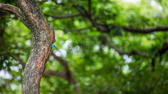 台北湾大安森林公园树上的孔巢中的一只鸟巴贝特Megalaimanuchalis图片