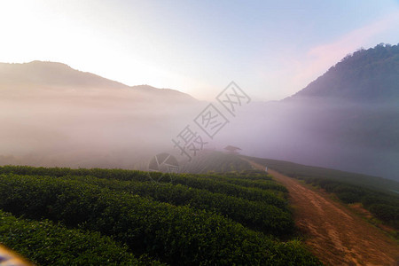 与雾自然风景的剪影山日出图片