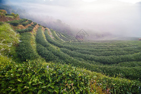 雾晨日出山上的绿茶种植园图片