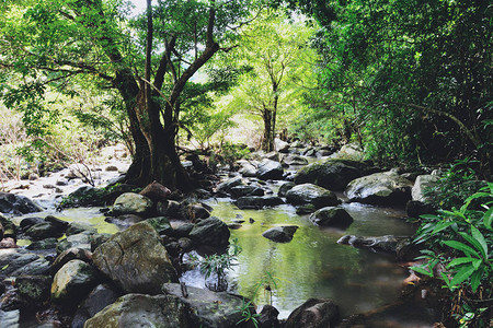 野生热带森林中岩石和绿色苔藓的雨林丛山河溪流瀑布图片