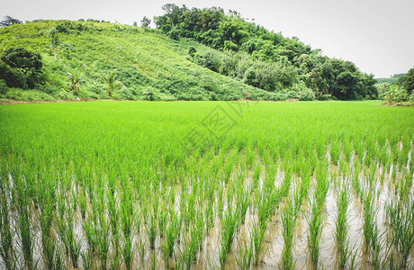 亚洲农业农民种植在有机稻田的农庄里种植图片