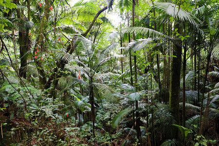 巴西绿雨林植物的背图片
