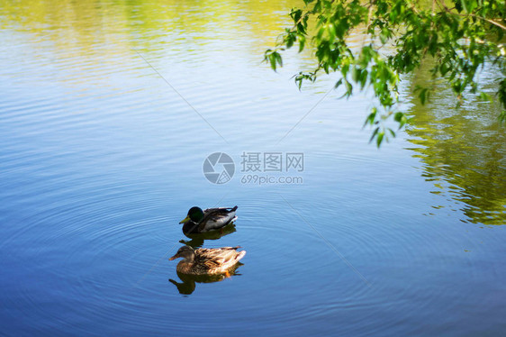 两只鸟马拉德鸭在湖里游或在城市公园的河里游图片