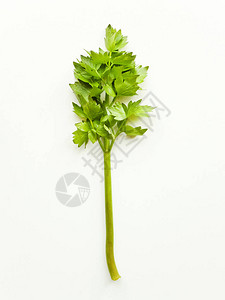 新鲜的甜菜花茎白木本底有图片